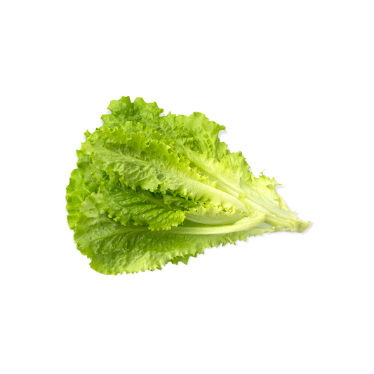 #9261-20ct Lettuce Green Leaf